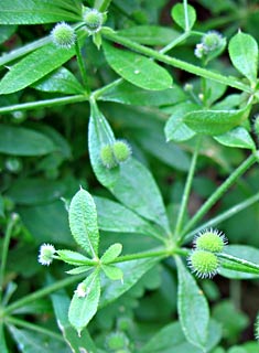 Goose-Grass 