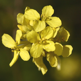 Hoary Mustard 