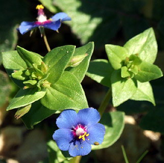 Scarlet Pimpernel 