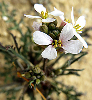 Pink Mustard  