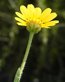 Chrysanthemum 