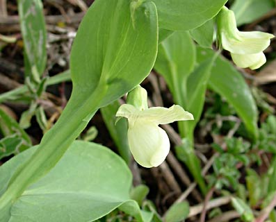 Winged Vetchling 