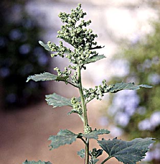 Nettle-leaved goosefoot 