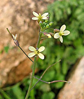 Tournefort's Mustard 