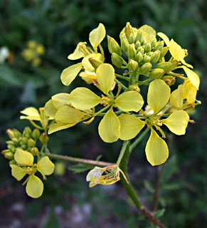 White Mustard 