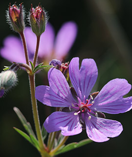 Bulbous Crane's-Bill 