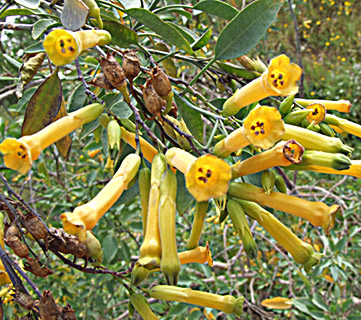 Tobacco Tree  