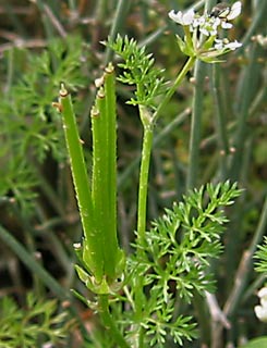 Shepherd's needle 