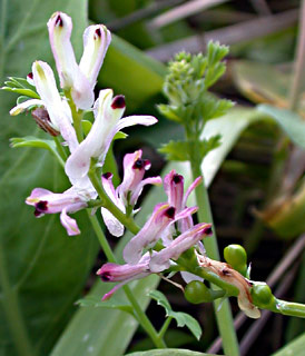 Judean Fumitory 