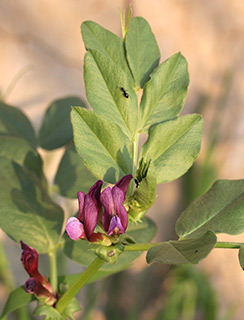 Purple Broad Bean 