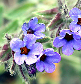 Spiny Alkanet 