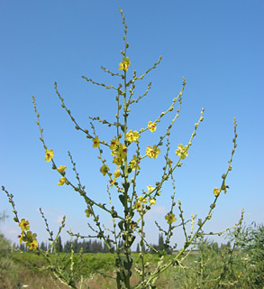 Scallop-Leaved Mullei, Candela regia n 