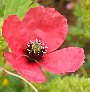 Prickly Round-Headed Poppy 