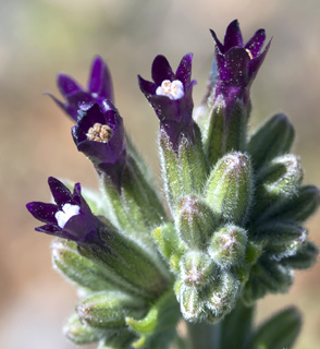 Common Alkanet 