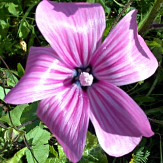 Queen Mallow, Rose Mallow  