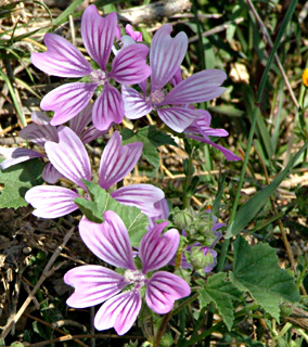  Wood Mallow  