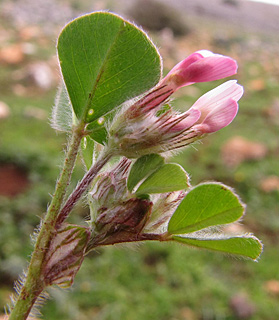 Wooly Clover 