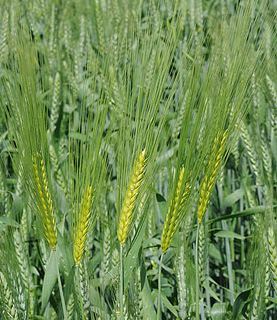 Hordeum vulgare