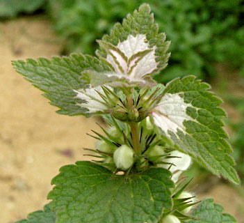 Musk deadnettle 