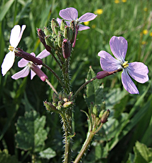 Dagger Radish 