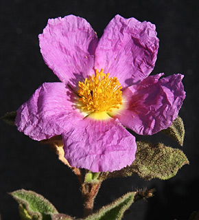 Soft-Hairy Rockrose 