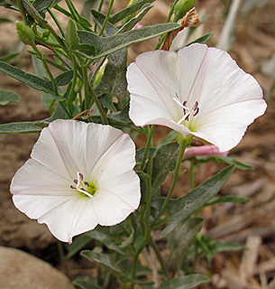 Corn Bind,  Lesser bindweed 