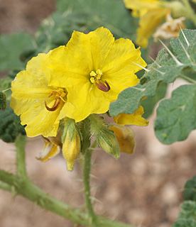 Yellow nightshade, Buffalobur 