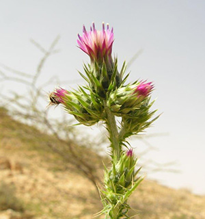 Thistle 