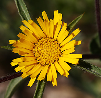 Spiny Starwort 