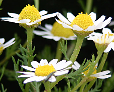 Negev Chamomile 