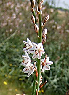 Onion-leaved asphodel 