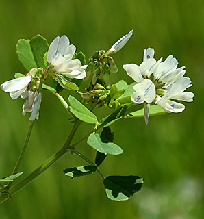 Arabian Fenugreek 