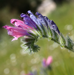 Hispid Viper's-bugloss 