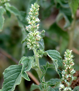 Hairy Amaranth, Rough Pigweed 