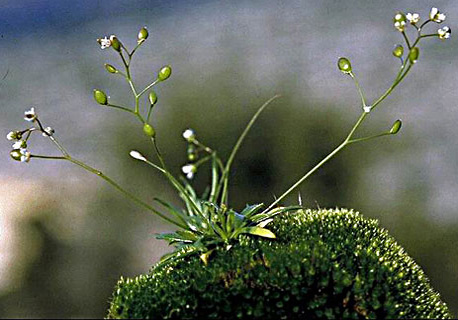 Whitlow grass, Spring Whitlow 