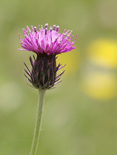 Silver Thistle 