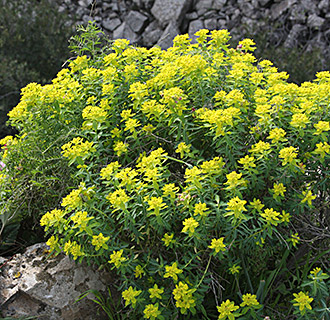 Jerusalem Spurge 