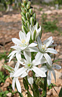 Narbonne Star-of-Bethlehem 