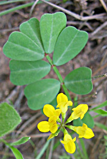 Yellow Crown-vetch 