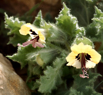 Golden Henbane 