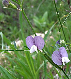 Rambling vetch 