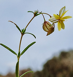 Egyptian Sun-rose 