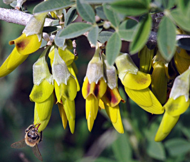 Mediterranean Stinkbush 