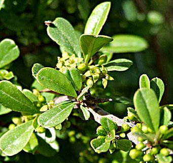 Palestine Buckthorn 