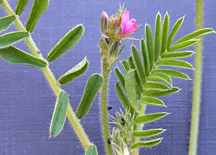 Cock's comb, Cock's head, Medick vetch 