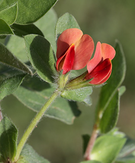 Purple Winged-Pea 