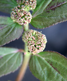 Garden Spruge, Asthma-weed 