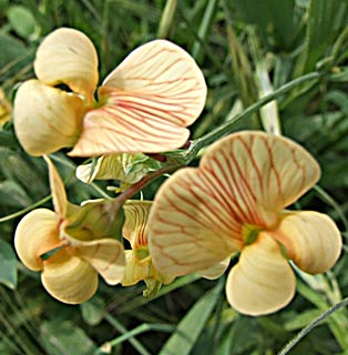 Jerusalem vetchling 