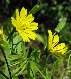 Star Hawkbit 