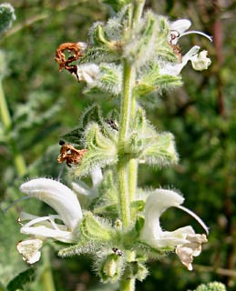 Dominican Sage 